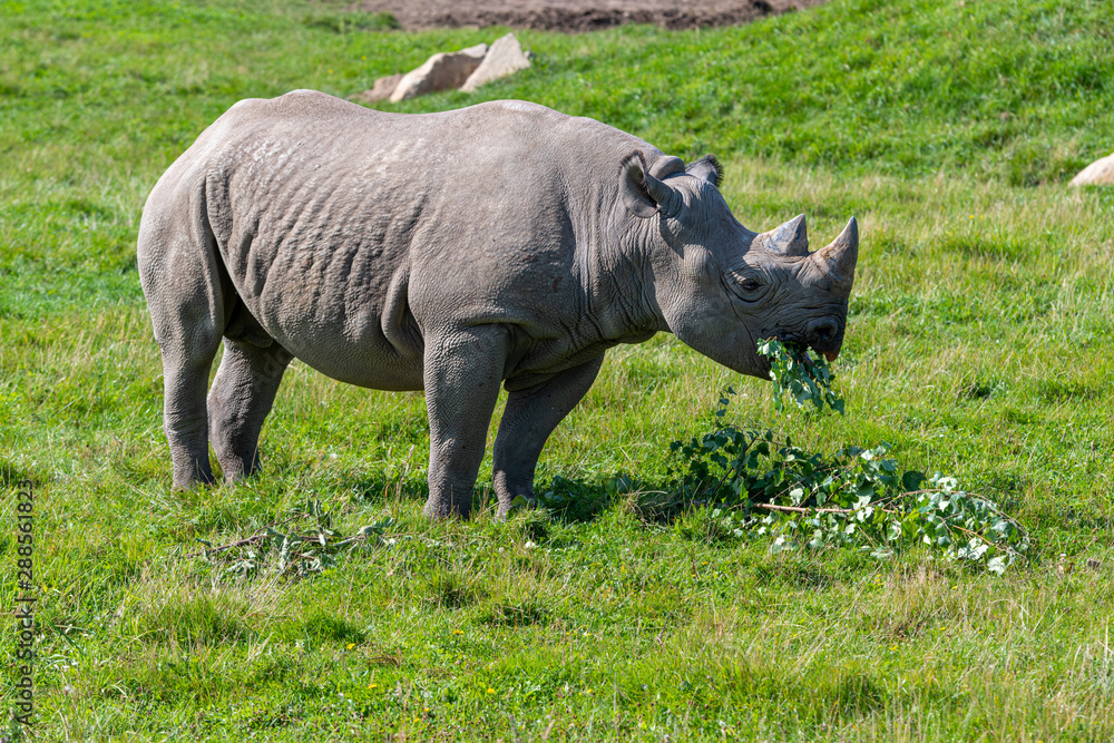 critically endangered African Black Rhino critically endangered African Black Rhino