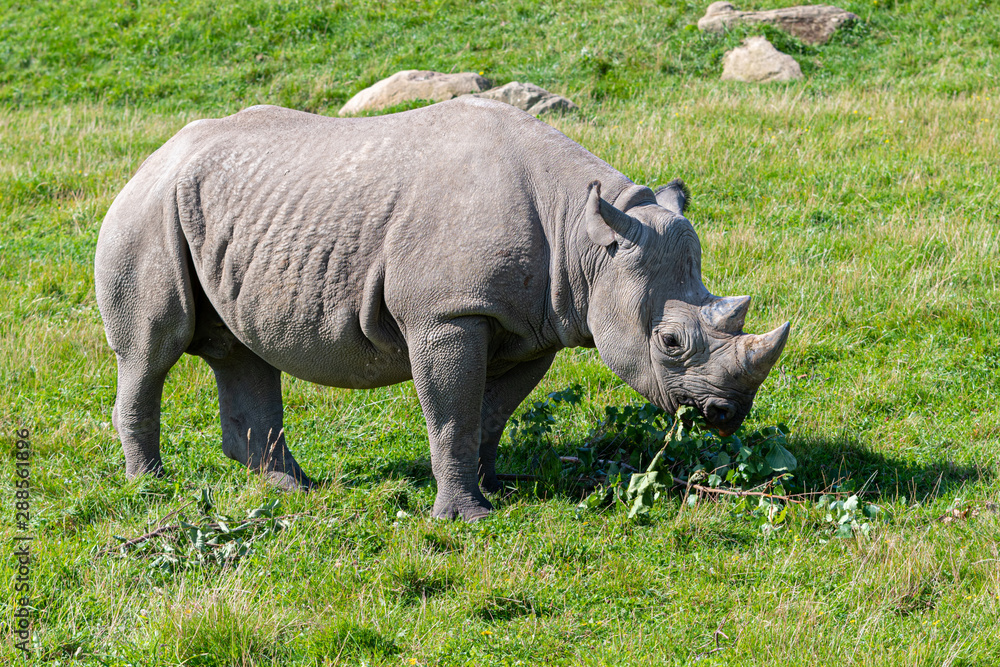 Fototapeta premium critically endangered African Black Rhino