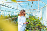 Female scientist inspects genetical varieties of plants.