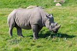critically endangered African Black Rhino