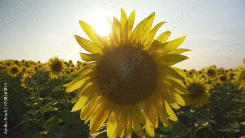 Sun Shines Through Sunflower Against Sky