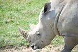 Isolated headshot of single white rhino