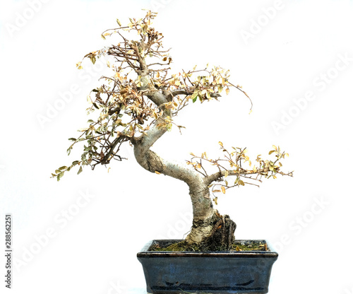 Dried out bonsai tree on white background