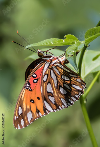 Gulf Fritillary Butterfly Laying Eggs photo