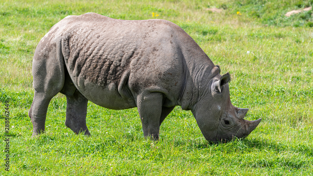 critically endangered African Black Rhino critically endangered African Black Rhino