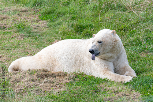 Large Polar Bear Resting in Grass