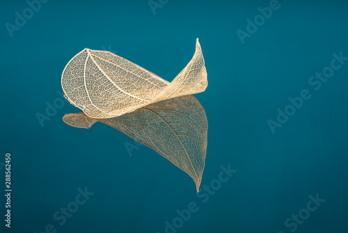 Transparent leaf skeleton on blue glass photo