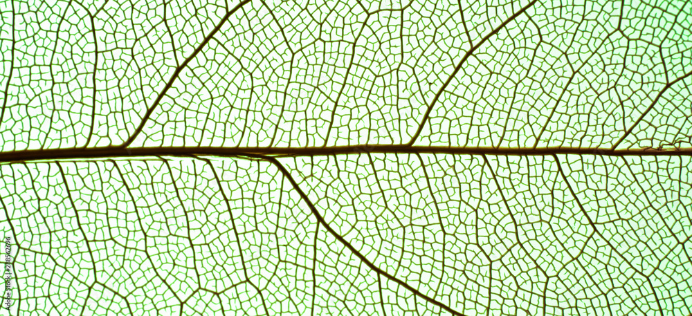 Obraz premium Close up green leaf skeleton 