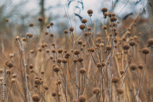 field of dried flowers in the winter
