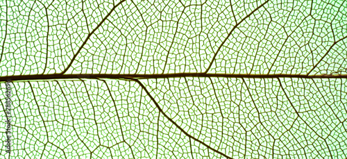Close up green leaf skeleton 