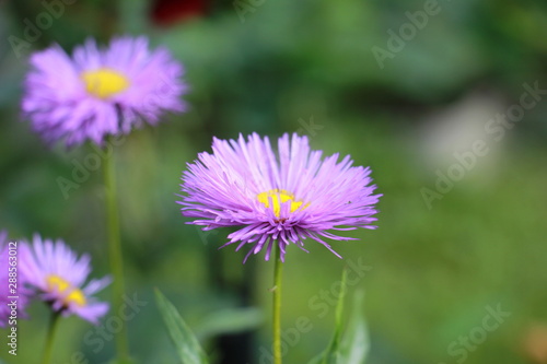flowers of Aster Alpine in the garden