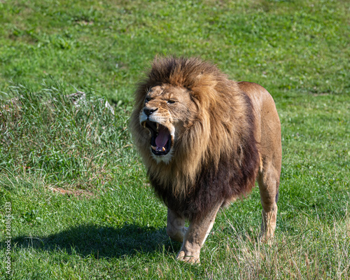 Fototapeta Naklejka Na Ścianę i Meble -  Large Male Lion in Grassland