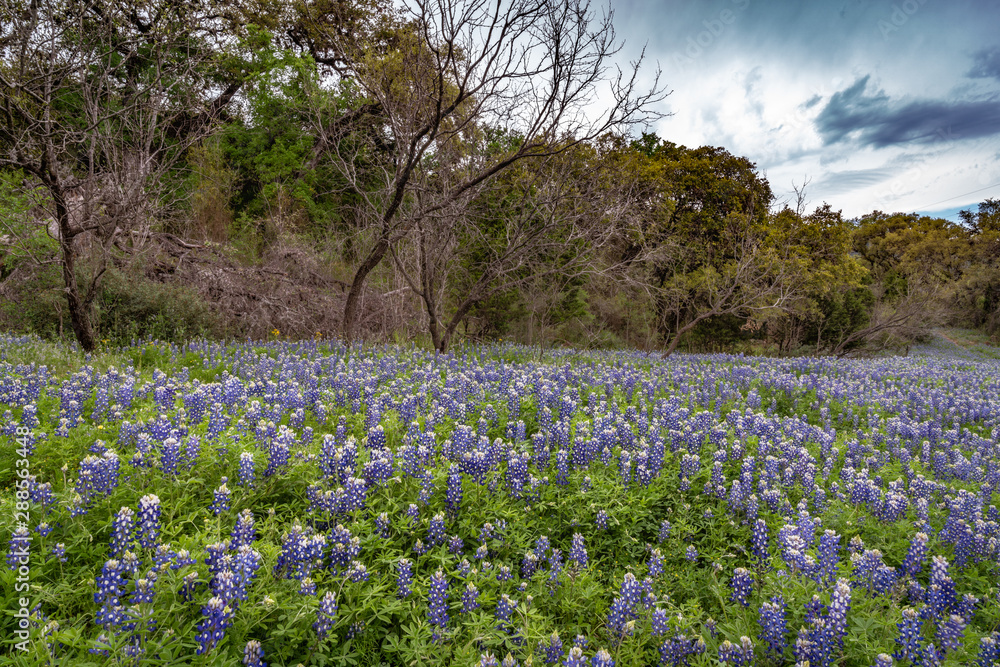 Road hillside covered with Texas blue bonnets Road hillside covered with Texas blue bonnets