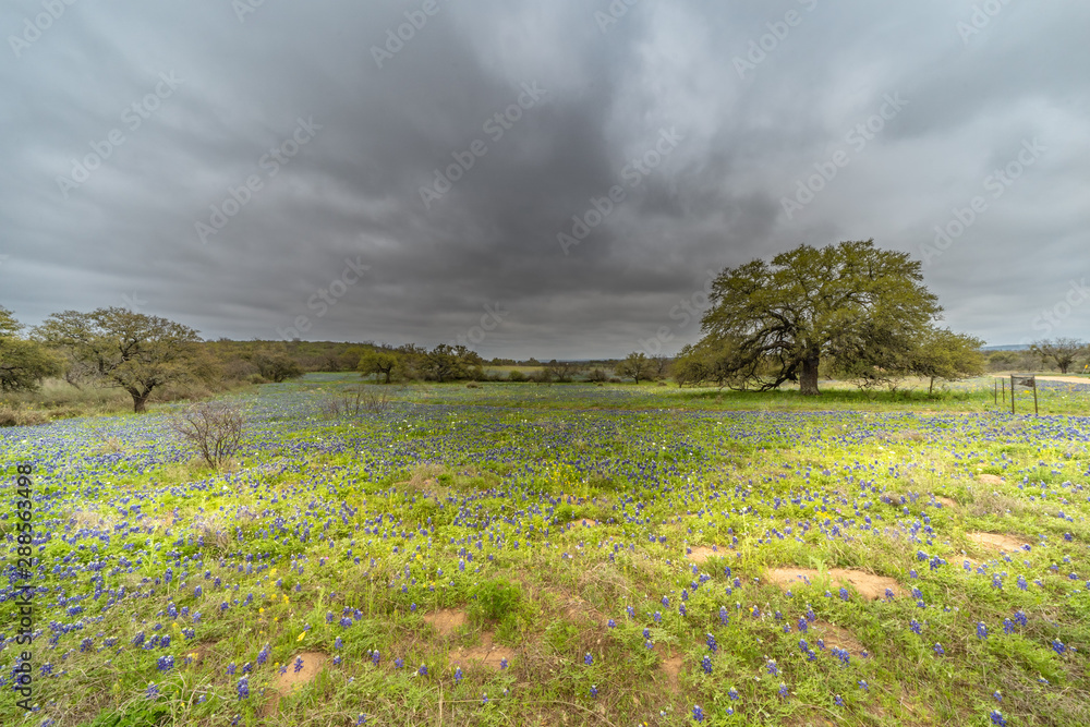 Large field of Texas blue bonnets