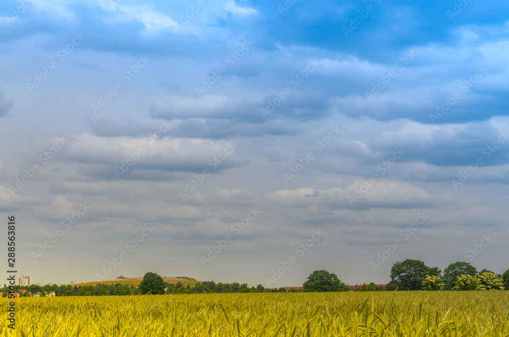 View over a grain field to trees at the horizon under a blue sky in Brandenburg, Germany.