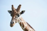 Isolated head shot of reticulated giraffe