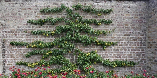 A pear fruit tree trained in the espalier way grown against a brick wall.