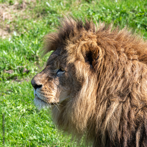 Large Male Lion in Grassland