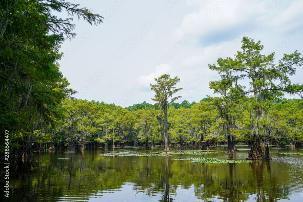 View at Caddo Lake State Park in Texas during summer