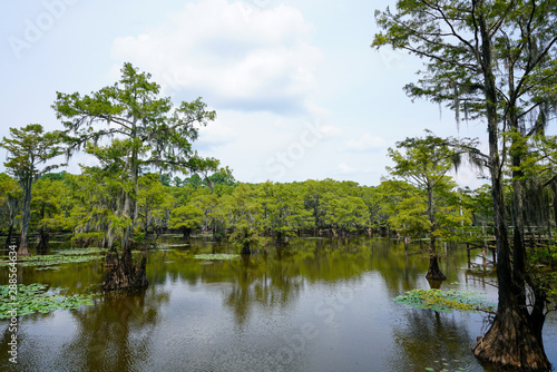 View at Caddo Lake State Park in Texas during summer