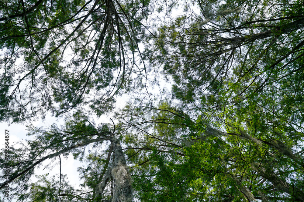 Looking up into the trees at Caddo Lake State Park in Texas during summer