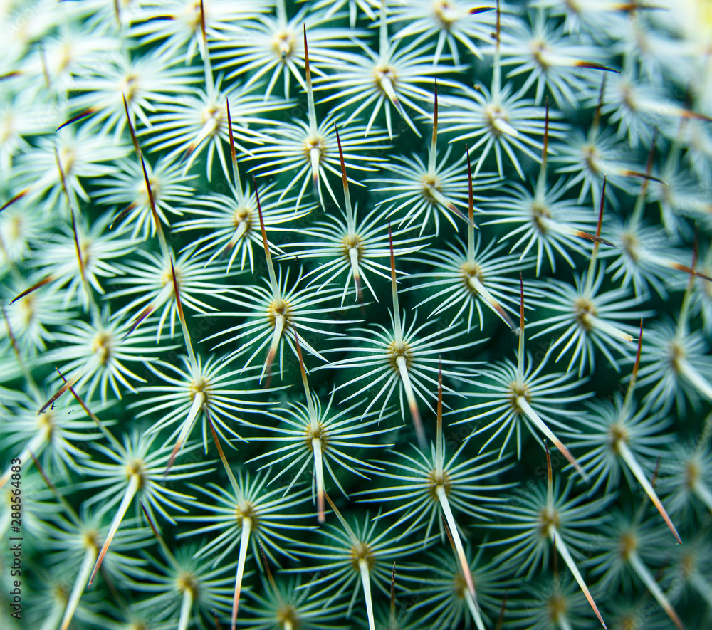 thorn cactus texture background, close up. thorn cactus texture background, close up.