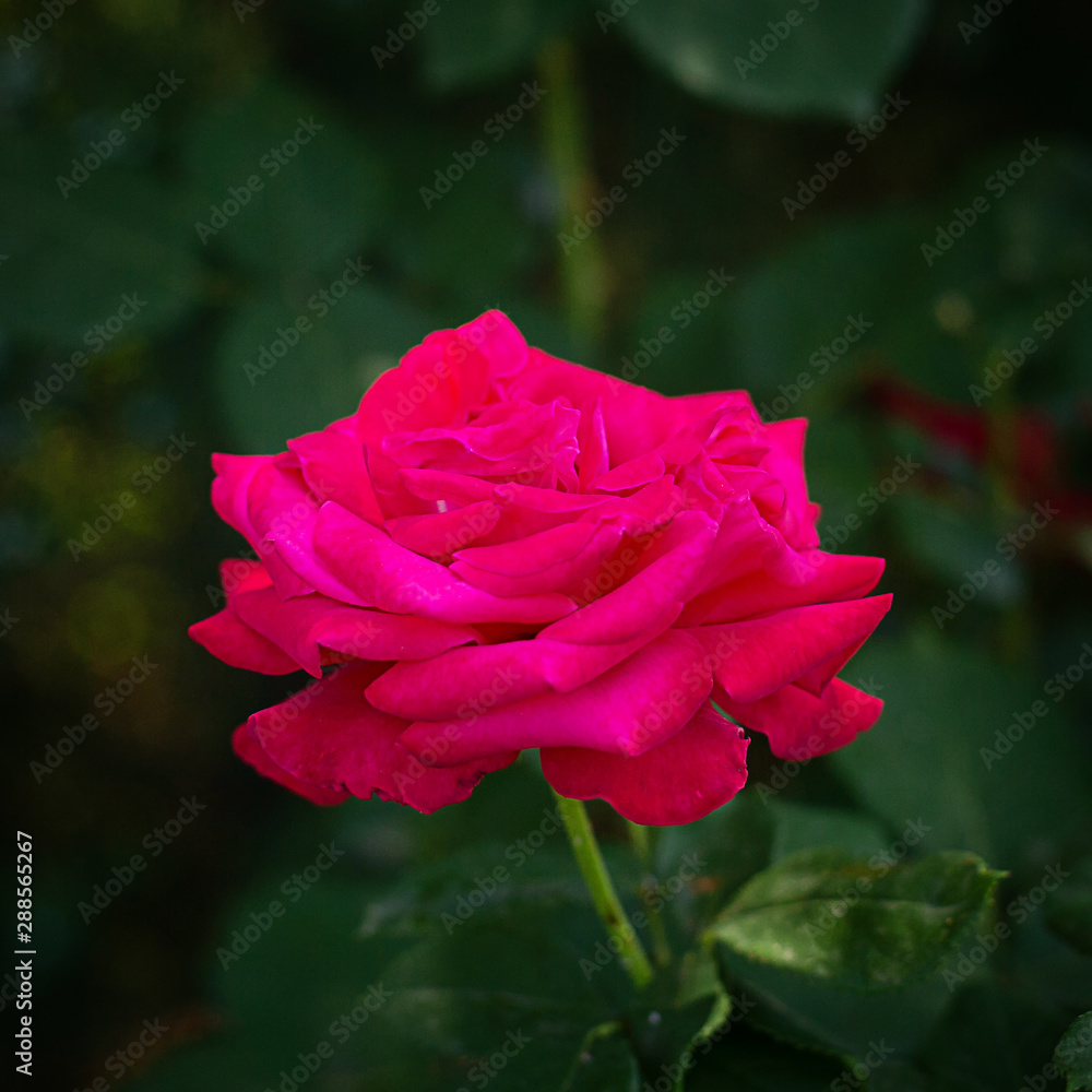big red rose on green square background
