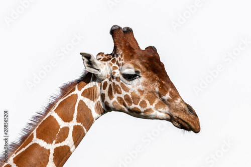 Beautiful Rothschild Giraffe Head Portrait