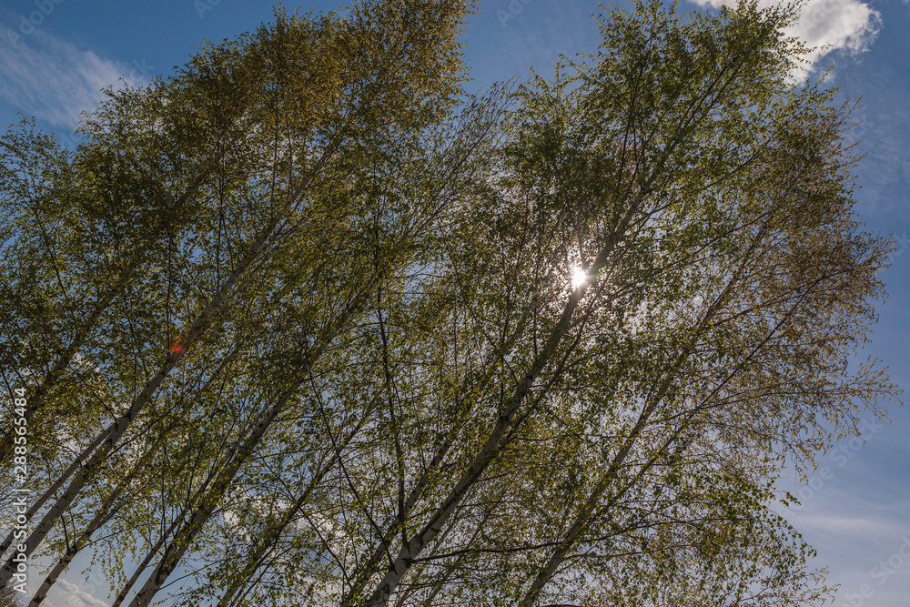 Spring forest, birch trees, sun through the foliage Spring forest, birch trees, sun through the foliage