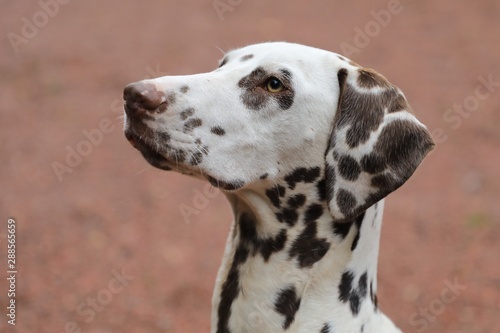 Portait wei  er Hund mit braunen Flecken  Dalmatiner