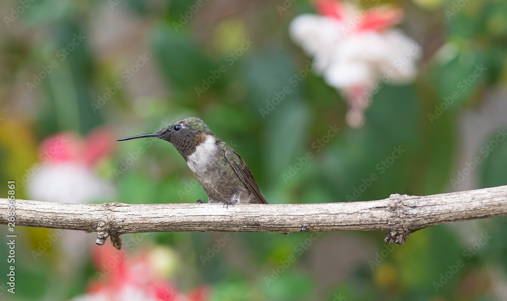 Protector of the Fuchsia Protector of the Fuchsia