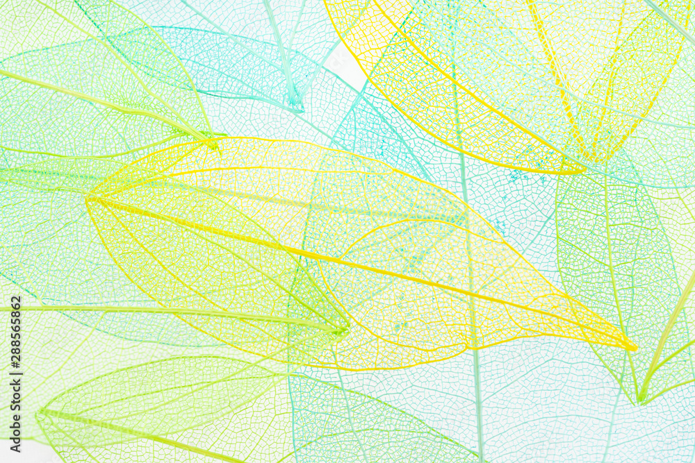Beautiful colored transparent leaf skeletons Beautiful colored transparent leaf skeletons