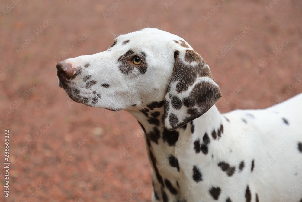 Weißer Hund mit braunen Flecken, Portrait Weißer Hund mit braunen Flecken, Portrait