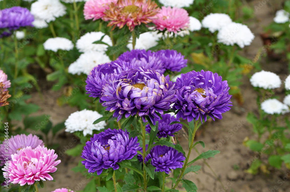 Obraz premium The flowerbeds have asters