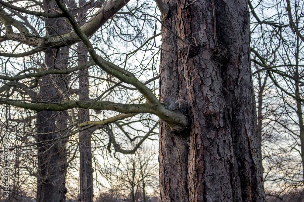 A squirrel on a tree