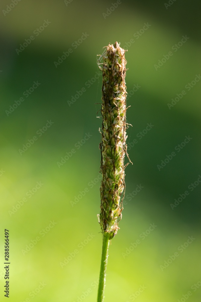 Fototapeta premium Plantain (Plantago lanceolata) was first used for all diseases of the respiratory organs, has laxative effects and generally strengthens organism.