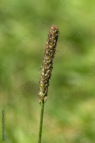 Plantain (Plantago lanceolata) was first used for all diseases of the respiratory organs, has laxative effects and generally strengthens organism.