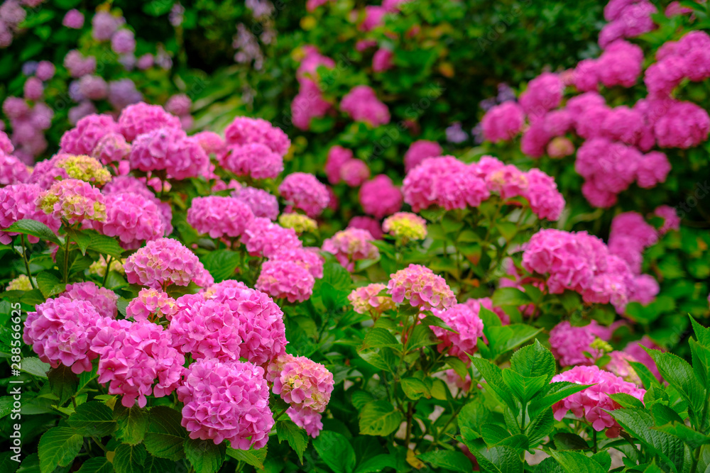 Blooming pink hortensia flowers in garden Blooming pink hortensia flowers in garden