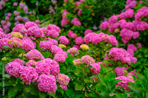 Blooming pink hortensia flowers in garden