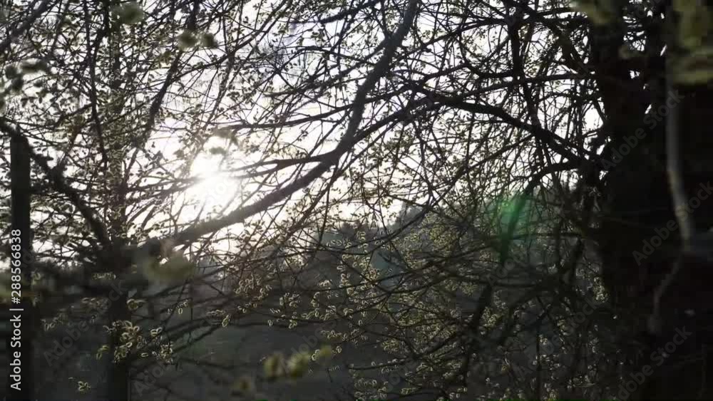 sun in between trees sun in between trees