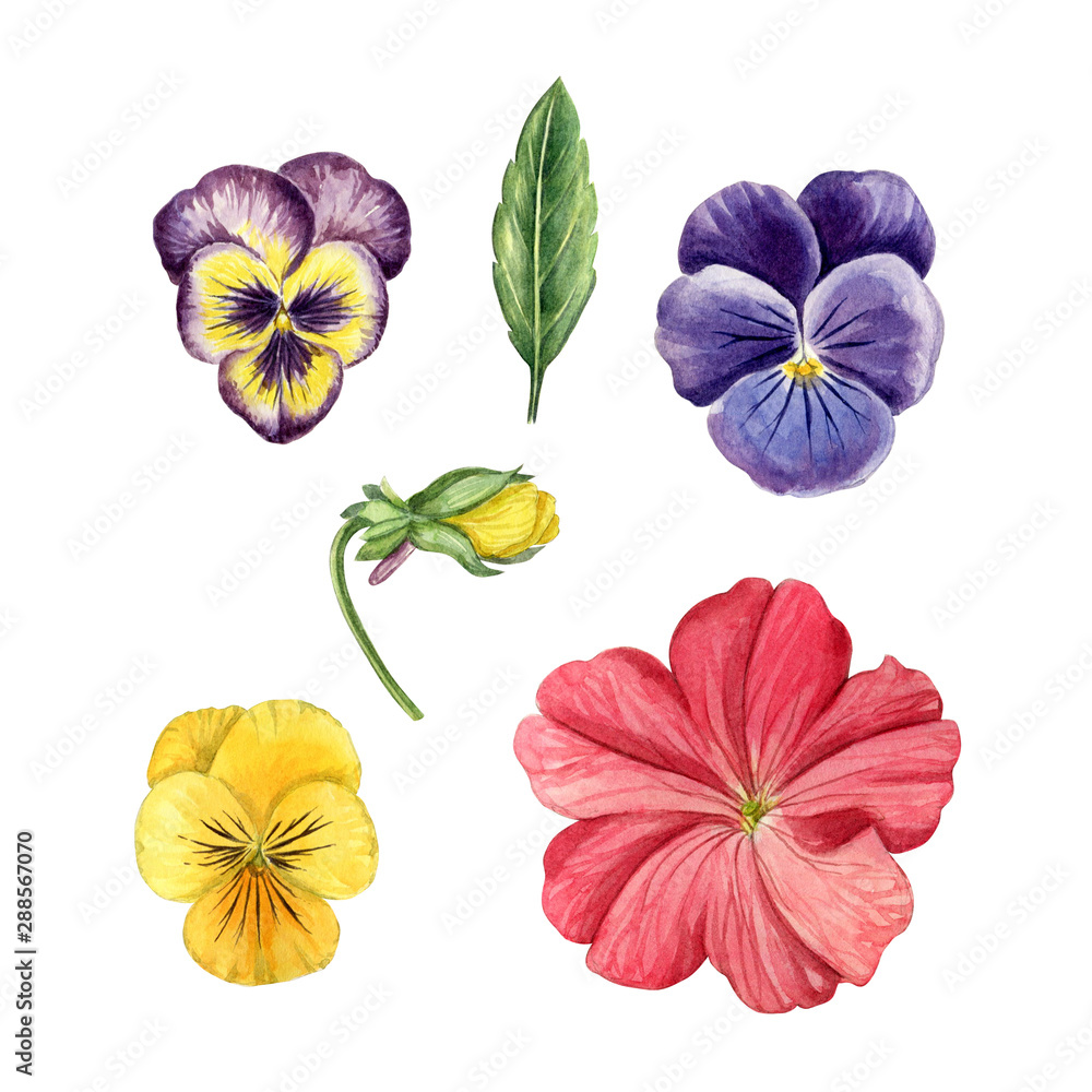 pansise set with petunia flower. Can be used as print, element design, postcard, textile, invitation, greeting card, packaging design, sticker, label. pansise set with petunia flower. Can be used as print, element design, postcard, textile, invitation, greeting card, packaging design, sticker, label.