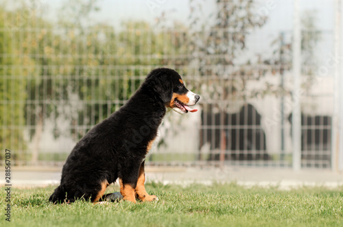 bernese mountain dog puppy cute portrait playing on the lawn