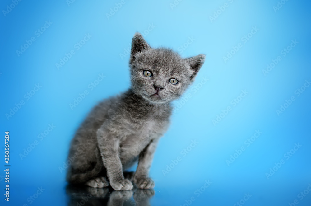 little cute kitten funny portrait