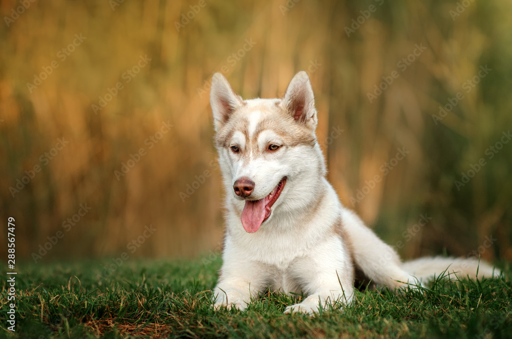 beautiful siberian husky puppies dog beautiful portrait morning magic light