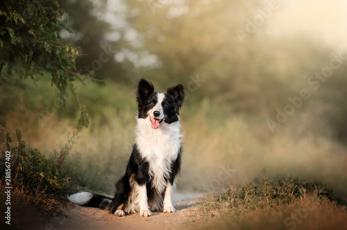Fotografía border collie dog beautiful portrait in full growth magic light beautiful sunset