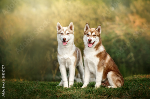 beautiful siberian husky puppies dog beautiful portrait morning magic light