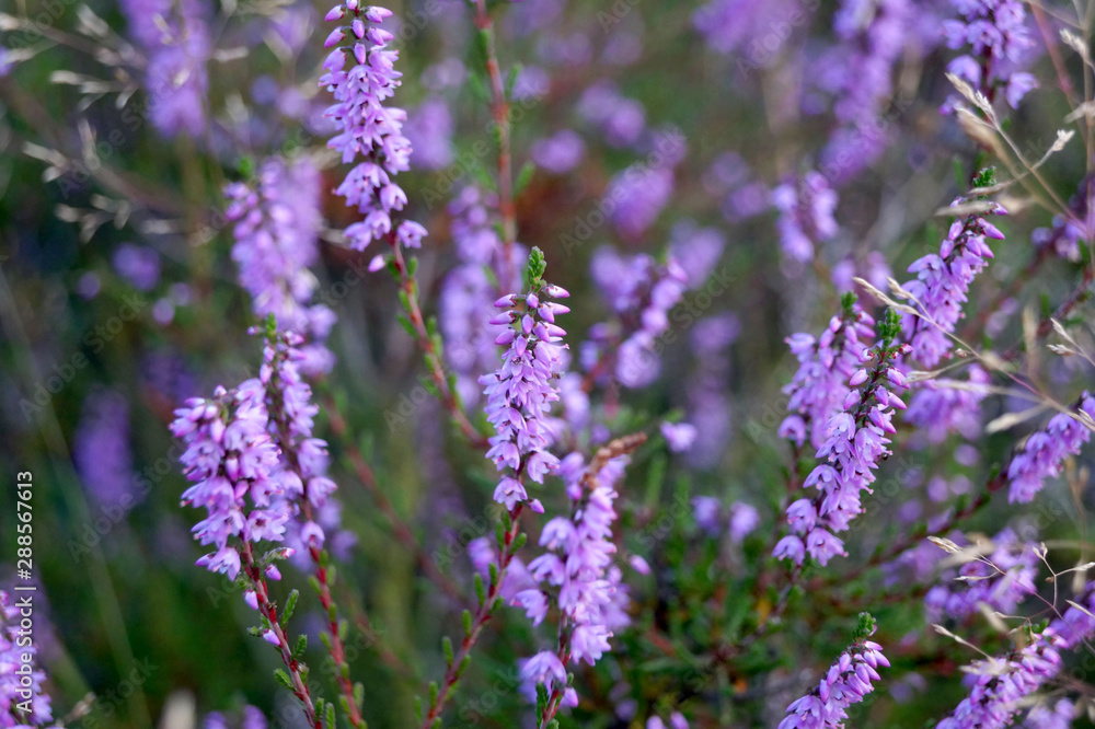 blühende heide blühende heide
