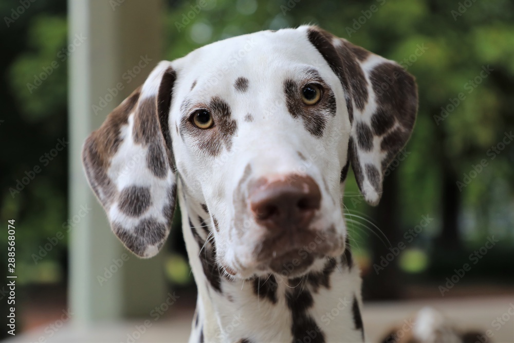 Cute brown dalmation dog portrait