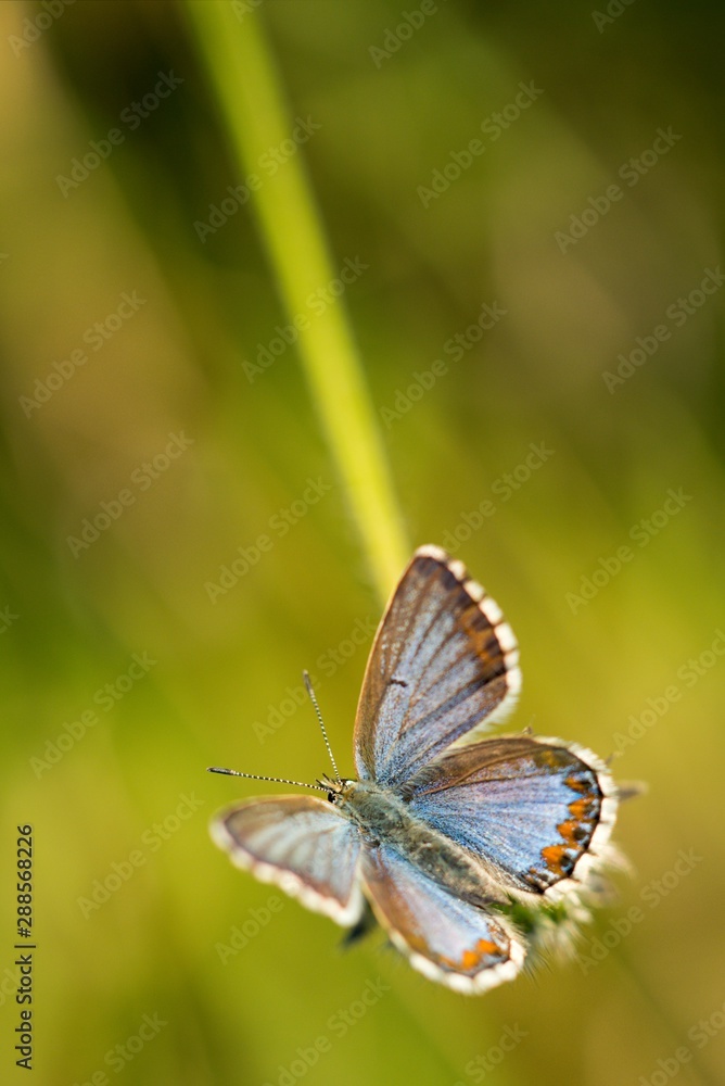 Common Blue (Polyommatus icarus) is a butterfly belonging to the family lycaenidae that occurs in different climatic regions - North Africa, Europe, East Asia. Common Blue (Polyommatus icarus) is a butterfly belonging to the family lycaenidae that occurs in different climatic regions - North Africa, Europe, East Asia.
