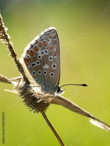 Common Blue (Polyommatus icarus) is a butterfly belonging to the family lycaenidae that occurs in different climatic regions - North Africa, Europe, East Asia.